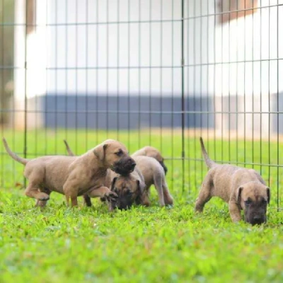 Great Dane Price in Surat | Great Dane Puppies for sale in Surat