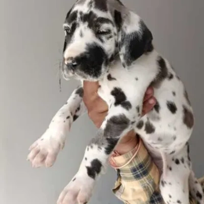 Great Dane Price in Surat | Great Dane Puppies for sale in Surat