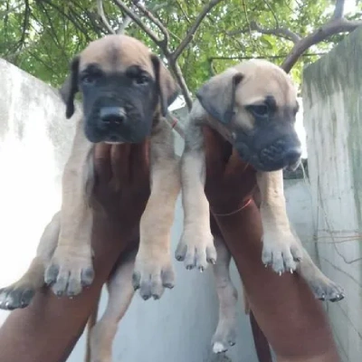 Great Dane Price in Surat | Great Dane Puppies for sale in Surat