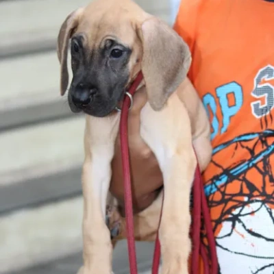 Great Dane Price in Bangalore | Great Dane Puppies for sale in Bangalore