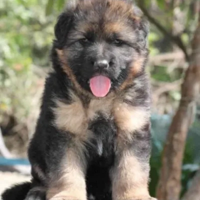 German Shepherd Price in Gurgaon | German Shepherd Puppies for sale in Gurgaon