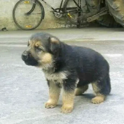 German Shepherd Price in Surat | German Shepherd Puppies for sale in Surat