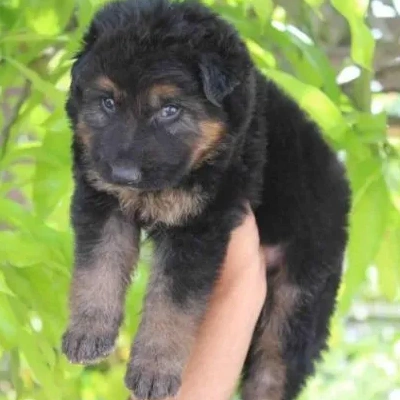 German Shepherd Price in Surat | German Shepherd Puppies for sale in Surat