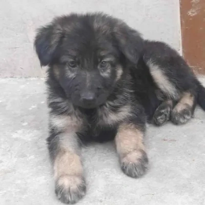 German Shepherd Price in Surat | German Shepherd Puppies for sale in Surat