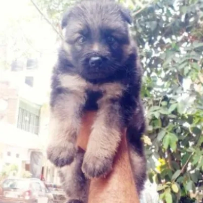 German Shepherd Price in India | German Shepherd Dog Price In India