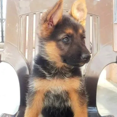 German Shepherd Price in Visakhapatnam | German Shepherd Puppies for sale in Visakhapatnam