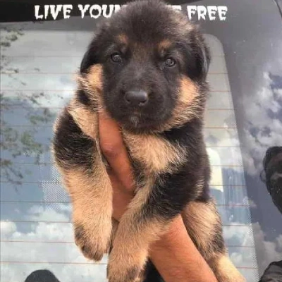 German Shepherd Price in Visakhapatnam | German Shepherd Puppies for sale in Visakhapatnam