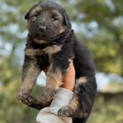 German Shepherd Price in Mumbai | German Shepherd Puppies for sale in Mumbai