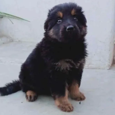 German Shepherd Price in Hyderabad | German Shepherd Puppies for sale in Hyderabad