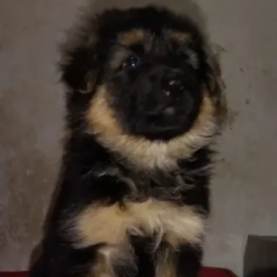 German Shepherd Price in Surat | German Shepherd Puppies for sale in Surat