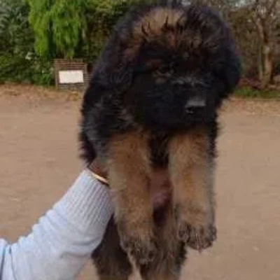 German Shepherd Price in Hyderabad | German Shepherd Puppies for sale in Hyderabad