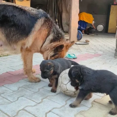 German Shepherd Price in Hyderabad | German Shepherd Puppies for sale in Hyderabad