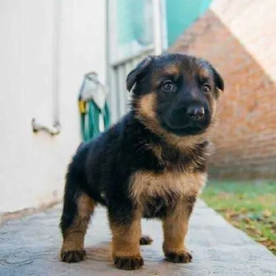 German Shepherd Price in Gurgaon | German Shepherd Puppies for sale in Gurgaon