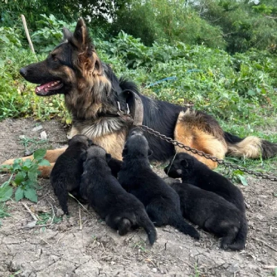 German Shepherd Price in Surat | German Shepherd Puppies for sale in Surat