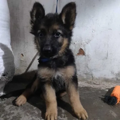 German Shepherd Price in Gurgaon | German Shepherd Puppies for sale in Gurgaon