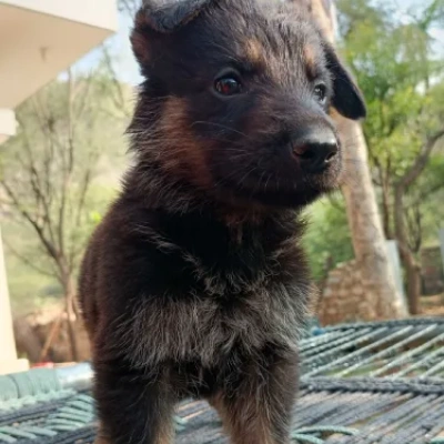 German Shepherd Price in Pune | German Shepherd Puppies for sale in Pune