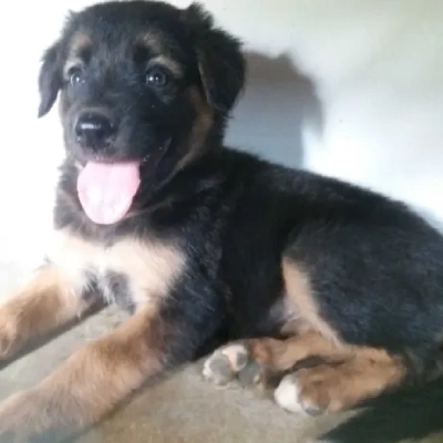 German Shepherd Price in Gurgaon | German Shepherd Puppies for sale in Gurgaon