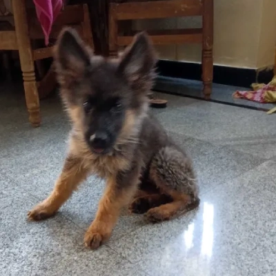 German Shepherd Price in Hyderabad | German Shepherd Puppies for sale in Hyderabad