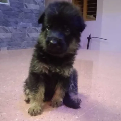 German Shepherd Price in Surat | German Shepherd Puppies for sale in Surat