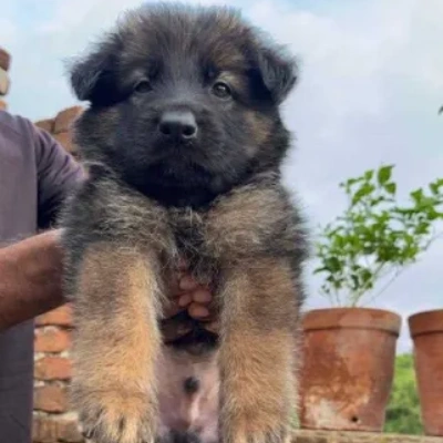 German Shepherd Price in Gurgaon | German Shepherd Puppies for sale in Gurgaon