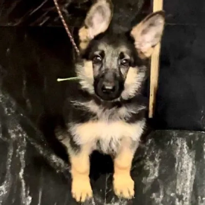 German Shepherd Price in Surat | German Shepherd Puppies for sale in Surat