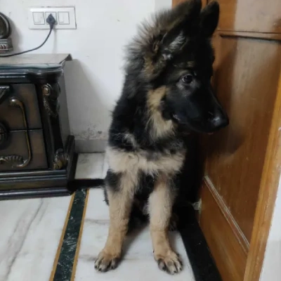 German Shepherd Price in Hyderabad | German Shepherd Puppies for sale in Hyderabad