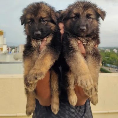 German Shepherd Price in Visakhapatnam | German Shepherd Puppies for sale in Visakhapatnam