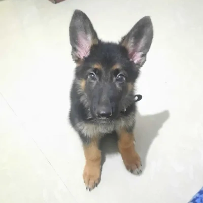 German Shepherd Price in Visakhapatnam | German Shepherd Puppies for sale in Visakhapatnam