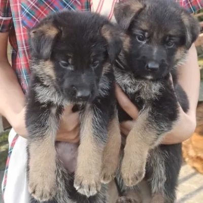 German Shepherd Price in Pune | German Shepherd Puppies for sale in Pune