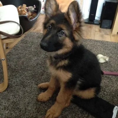 German Shepherd Price in Visakhapatnam | German Shepherd Puppies for sale in Visakhapatnam