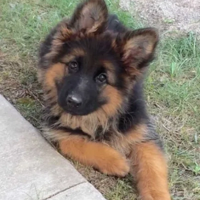 German Shepherd Price in India | German Shepherd Dog Price In India