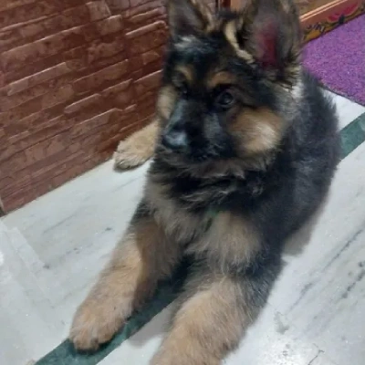 German Shepherd Price in Visakhapatnam | German Shepherd Puppies for sale in Visakhapatnam