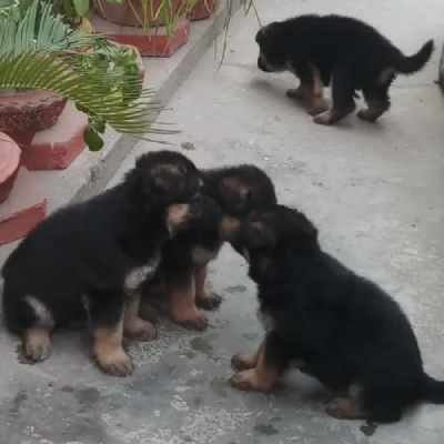 German Shepherd Price in Gurgaon | German Shepherd Puppies for sale in Gurgaon