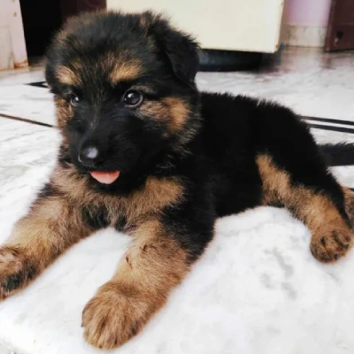 German Shepherd Price in Surat | German Shepherd Puppies for sale in Surat