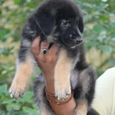 German Shepherd Price in Hyderabad | German Shepherd Puppies for sale in Hyderabad