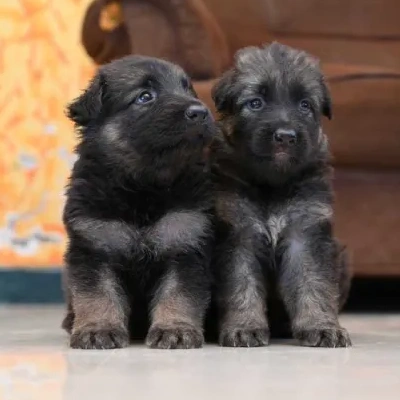 German Shepherd Price in Gurgaon | German Shepherd Puppies for sale in Gurgaon