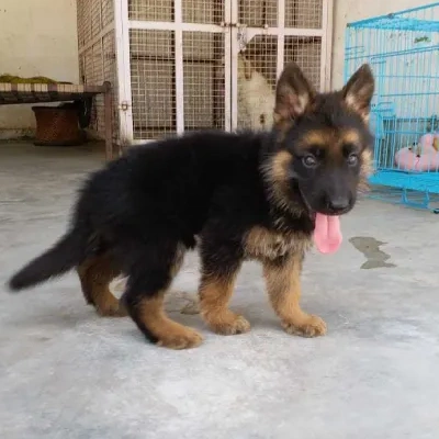 German Shepherd Price in Surat | German Shepherd Puppies for sale in Surat