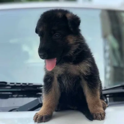 German Shepherd Price in Pune | German Shepherd Puppies for sale in Pune