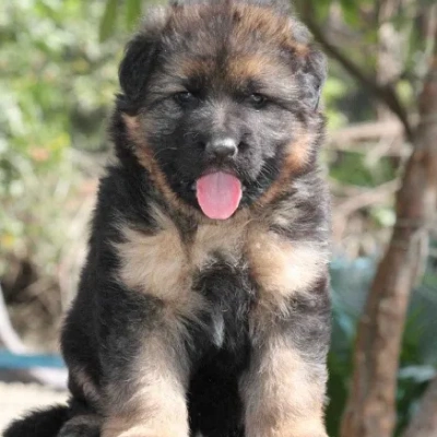 German Shepherd Price in Hyderabad | German Shepherd Puppies for sale in Hyderabad