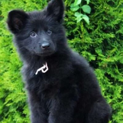 German Shepherd Price in Gurgaon | German Shepherd Puppies for sale in Gurgaon