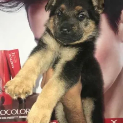 German Shepherd Price in Visakhapatnam | German Shepherd Puppies for sale in Visakhapatnam