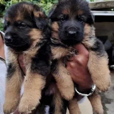 German Shepherd Price in Visakhapatnam | German Shepherd Puppies for sale in Visakhapatnam