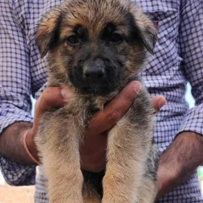 German Shepherd Price in Visakhapatnam | German Shepherd Puppies for sale in Visakhapatnam