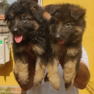 German Shepherd Price in Hyderabad | German Shepherd Puppies for sale in Hyderabad