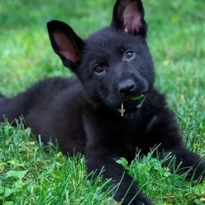 German Shepherd Price in Mumbai | German Shepherd Puppies for sale in Mumbai