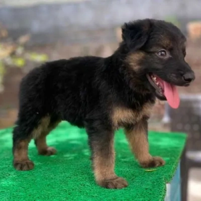 German Shepherd Price in Gurgaon | German Shepherd Puppies for sale in Gurgaon