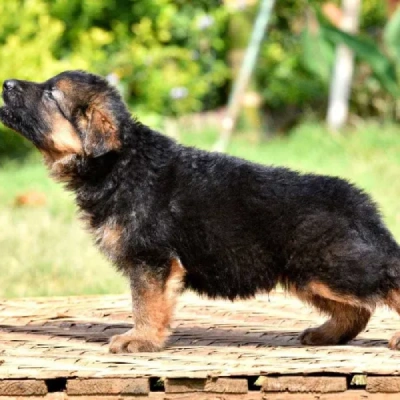 German Shepherd Price in Surat | German Shepherd Puppies for sale in Surat