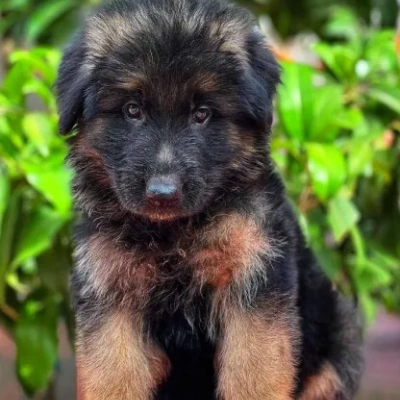 German Shepherd Price in Hyderabad | German Shepherd Puppies for sale in Hyderabad