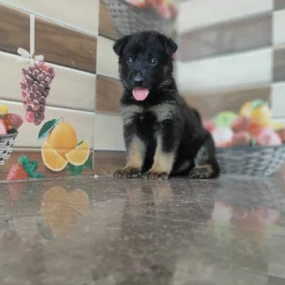 German Shepherd Price in India | German Shepherd Dog Price In India