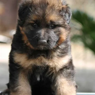 German Shepherd Price in Hyderabad | German Shepherd Puppies for sale in Hyderabad